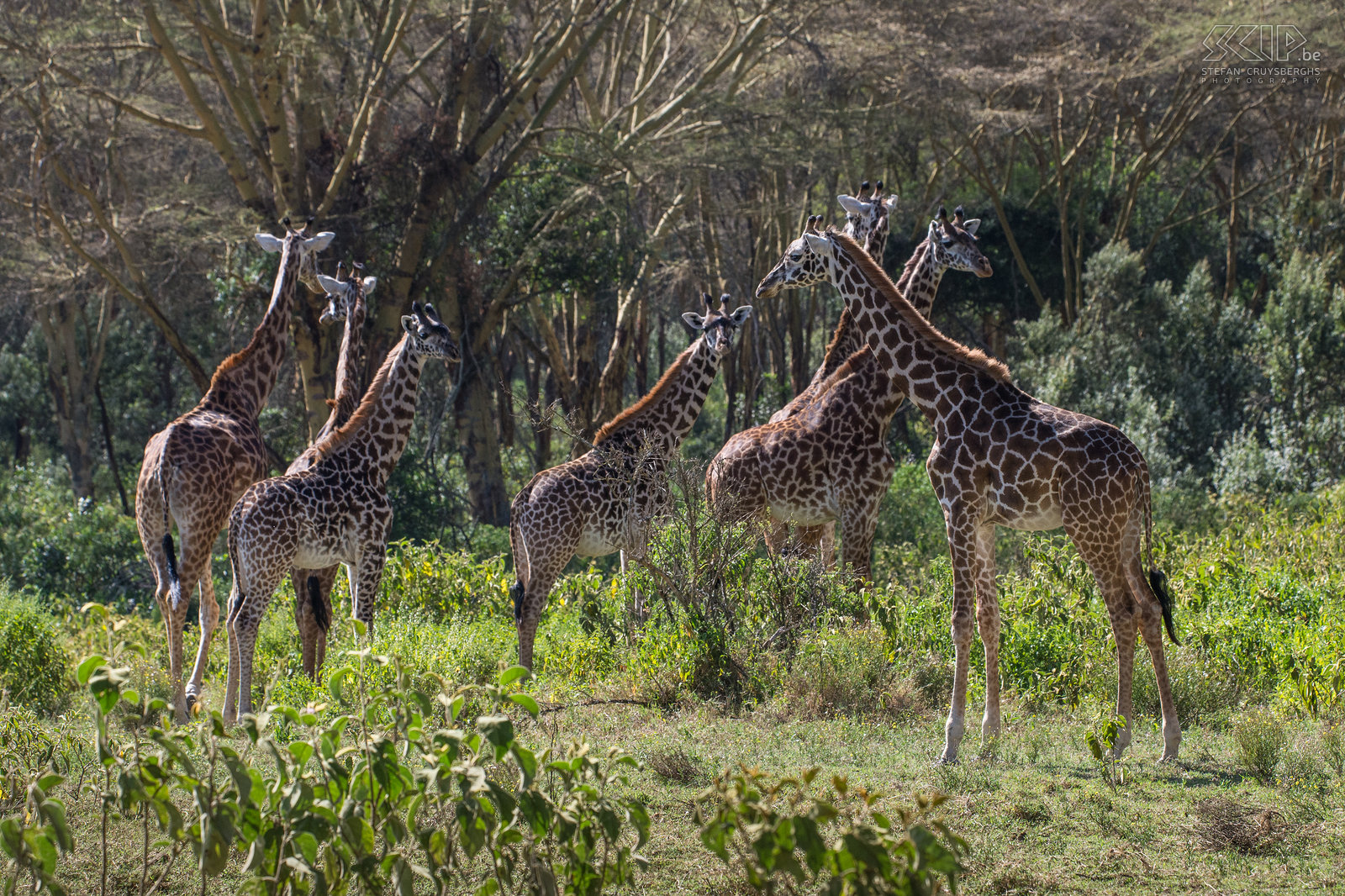 Naivasha - Crater Lake - Giraffen Op den duur stonden we tussen een groep van wel 25 giraffen, een prachtige belevenis. Stefan Cruysberghs